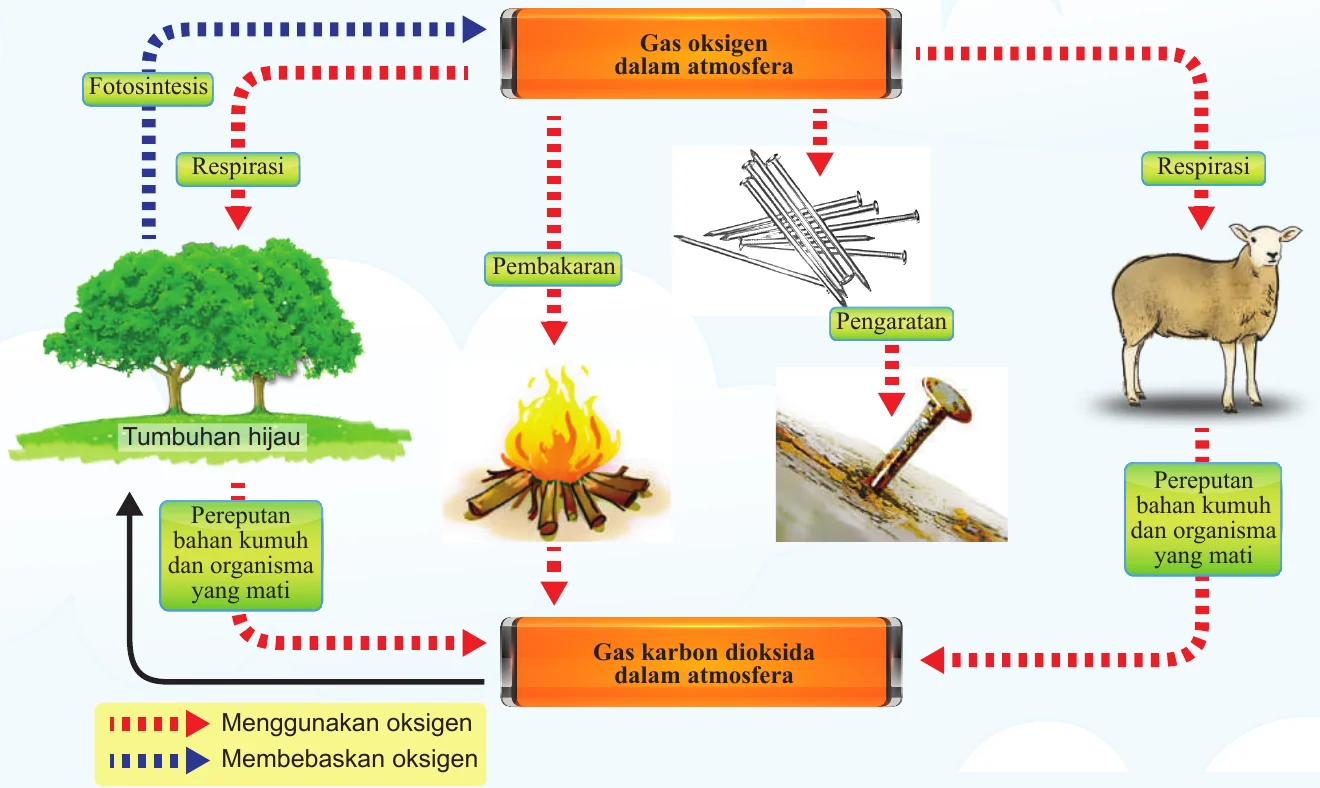 Kitar oksigen: respirasi, pembakaran, pengaratan dan pereputan menggunakan oksigen; fotosintesis membebaskannya