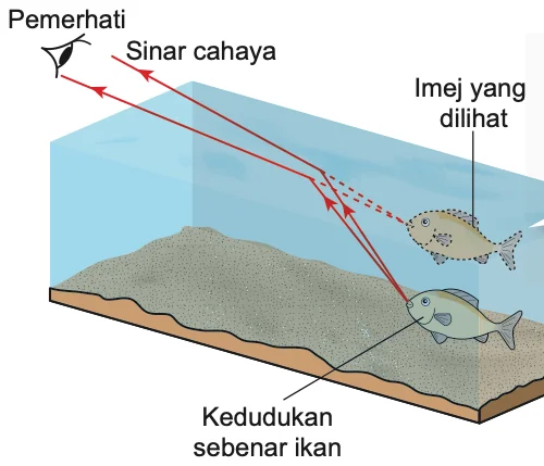 Sinar cahaya dari ikan dibiaskan di permukaan air dan imej ikan kelihatan lebih cetek