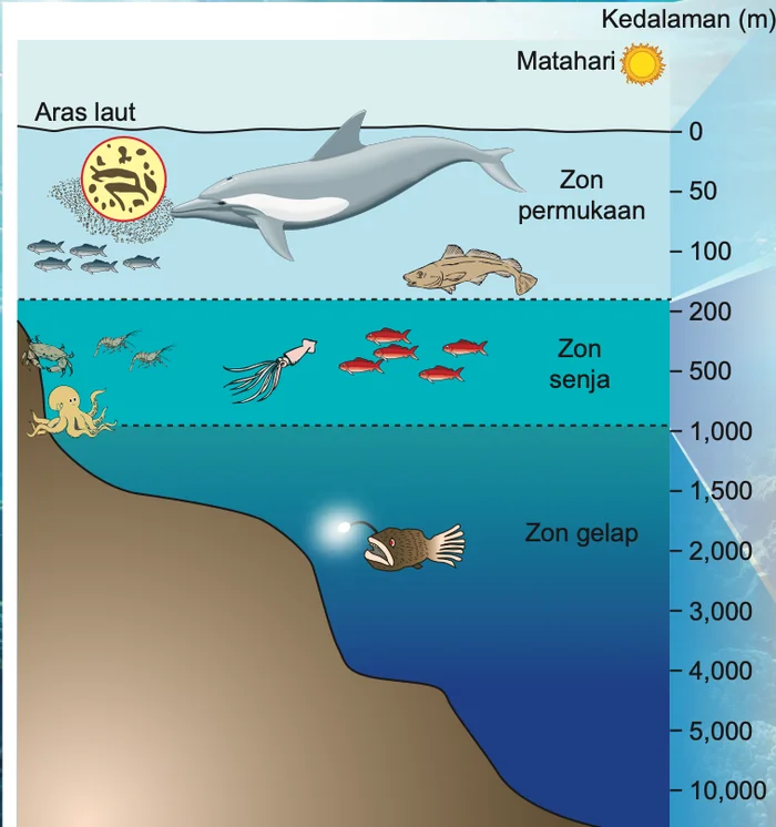 Tiga zon lautan: zon permukaan 0 hingga 200 m, zon senja 200 hingga 1000 m dan zon gelap lebih 1000 m