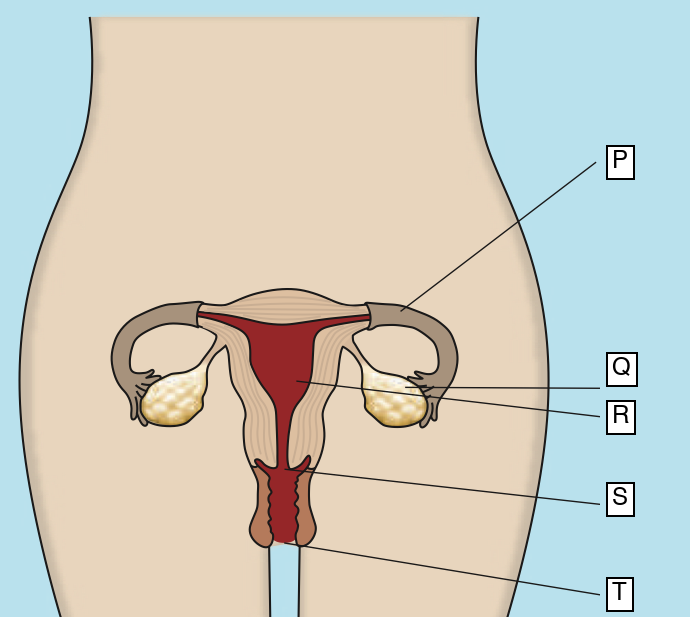 Pandangan hadapan sistem pembiakan perempuan yang dilabel P hingga T