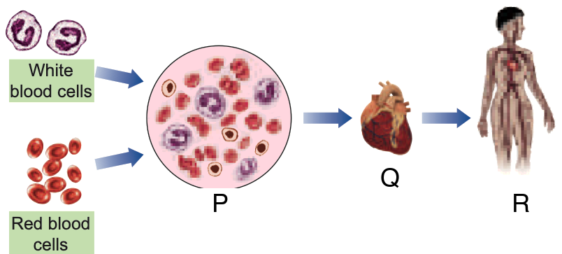 White and red blood cells form P, which leads to the heart Q and the whole body system R
