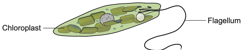 A single-celled organism with chloroplasts and a flagellum