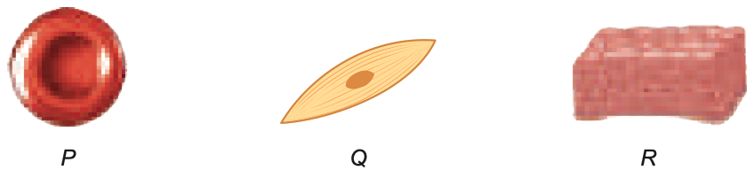 Three cells: P a red disc, Q a spindle-shaped cell, R a block of layered cells