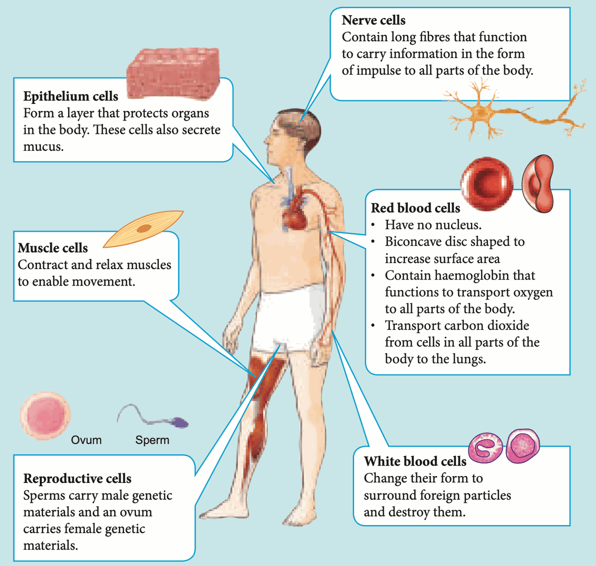 Types of cells in the human body