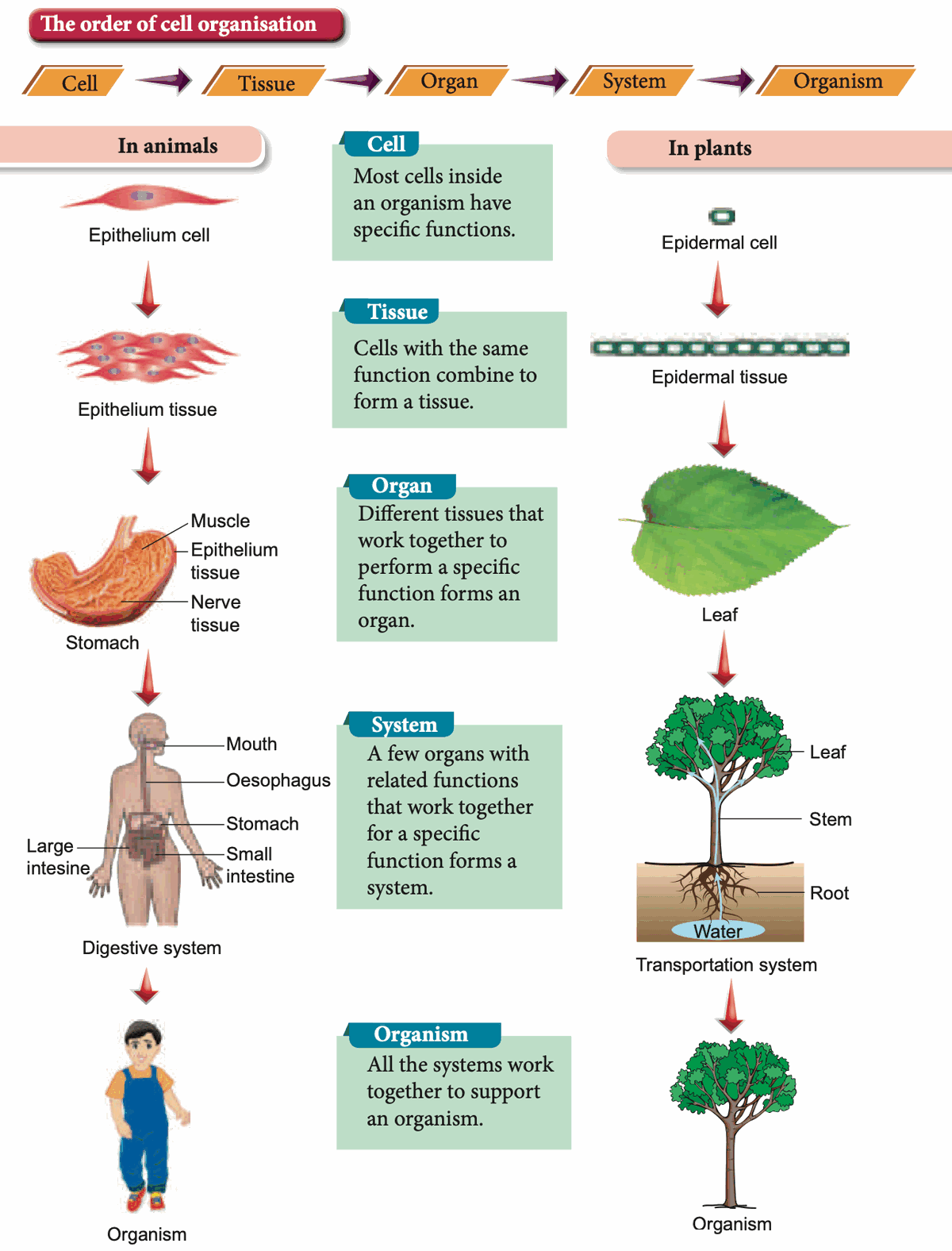 Cell organisation in an animal and a plant