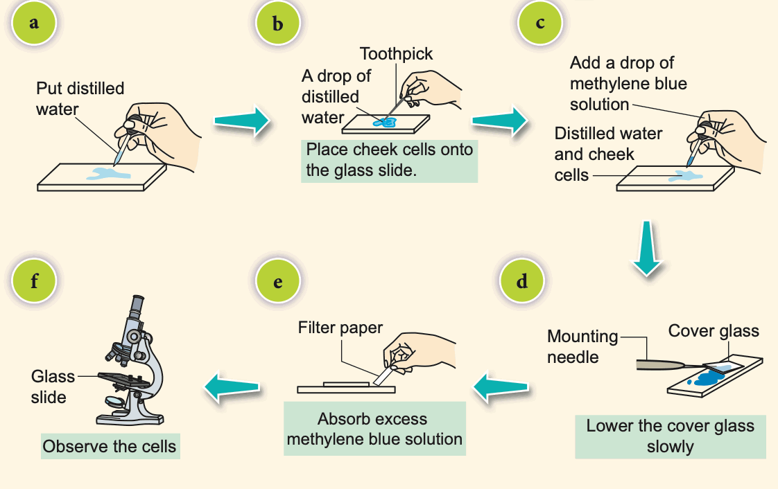 Six steps to prepare a cheek cell slide