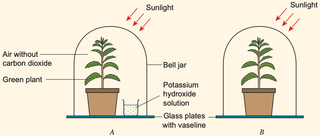 Two plants in bell jars; jar A has potassium hydroxide solution