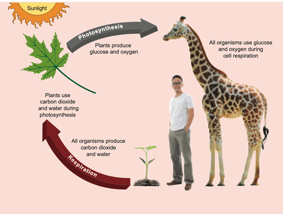 Cycle showing photosynthesis and respiration complementing each other