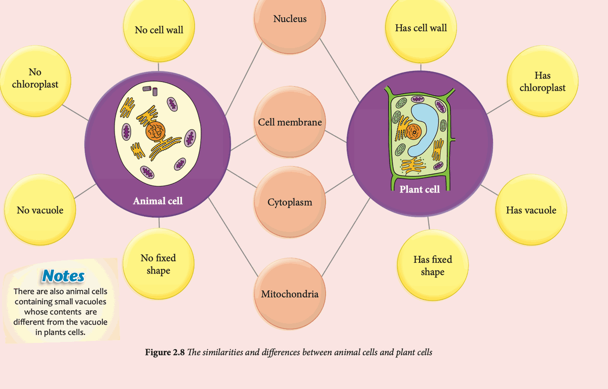 Double bubble map comparing animal and plant cells