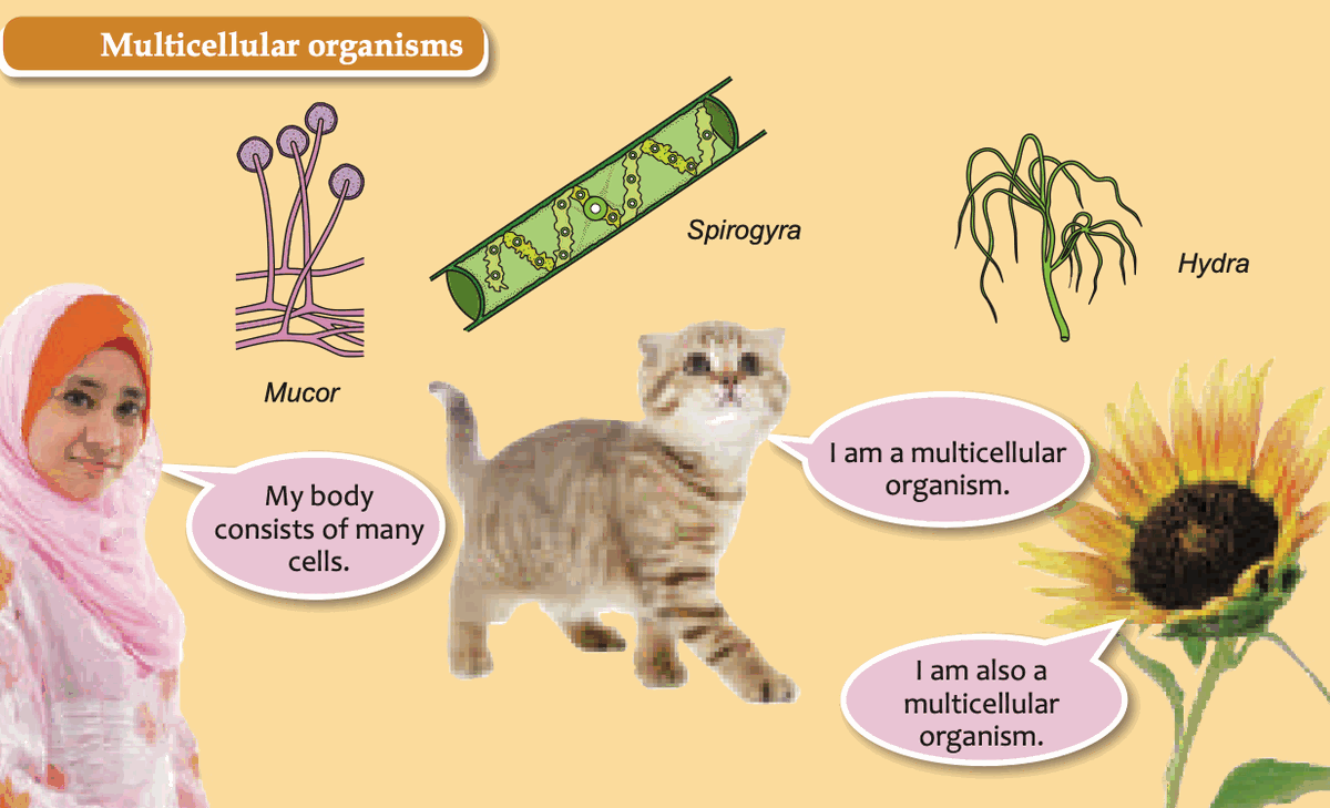 Mucor, Spirogyra, Hydra, a girl, a cat and a sunflower