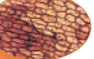 Onion cells under a microscope: brick-shaped cells in rows