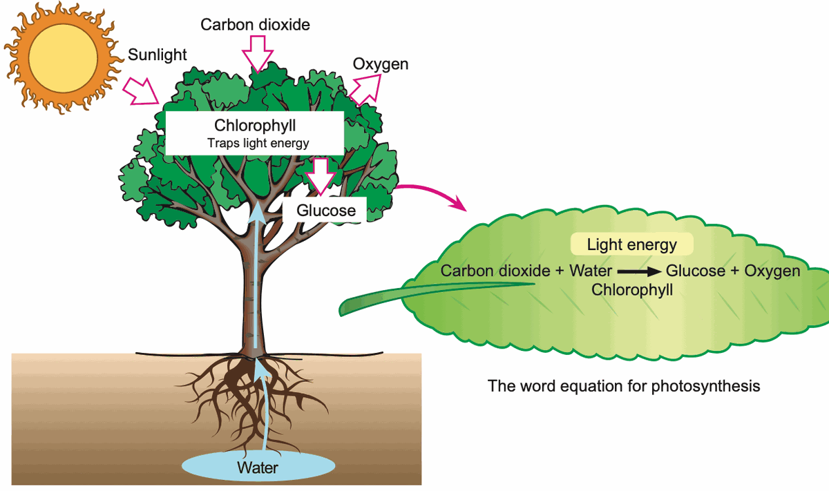 A tree taking in sunlight, carbon dioxide and water and giving out oxygen