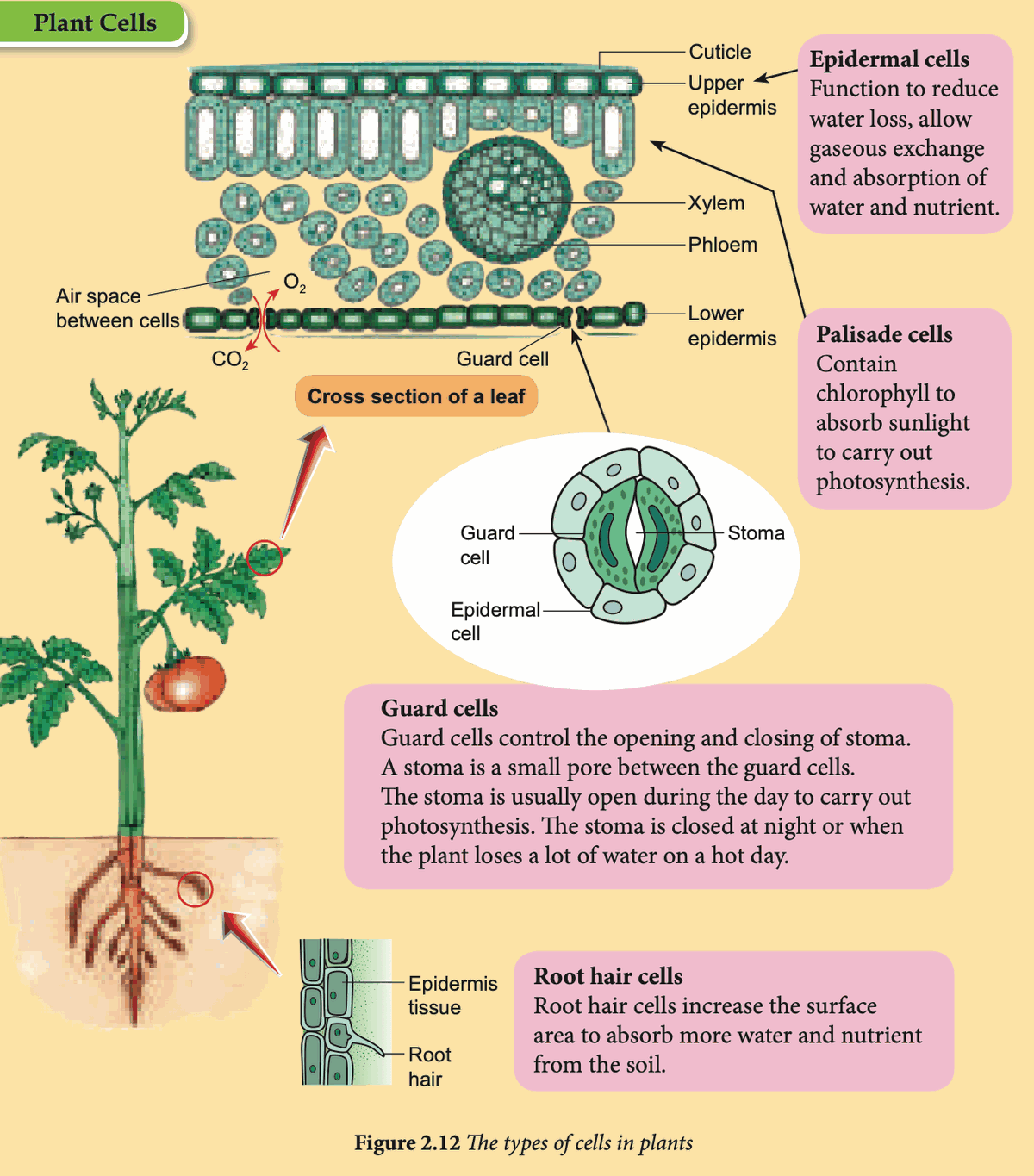 Cross-section of a leaf, guard cells and root hair cells