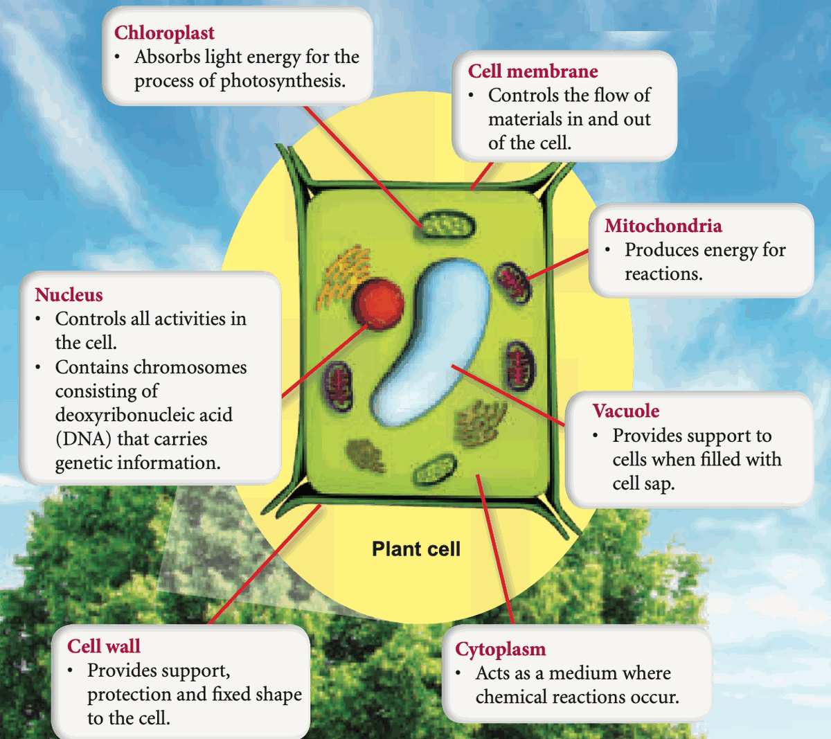 Labelled plant cell with the function of each structure