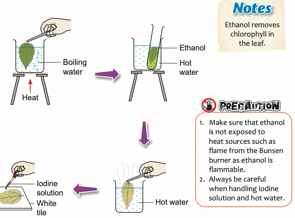 Steps of the starch test: boiling water, ethanol, hot water, iodine solution