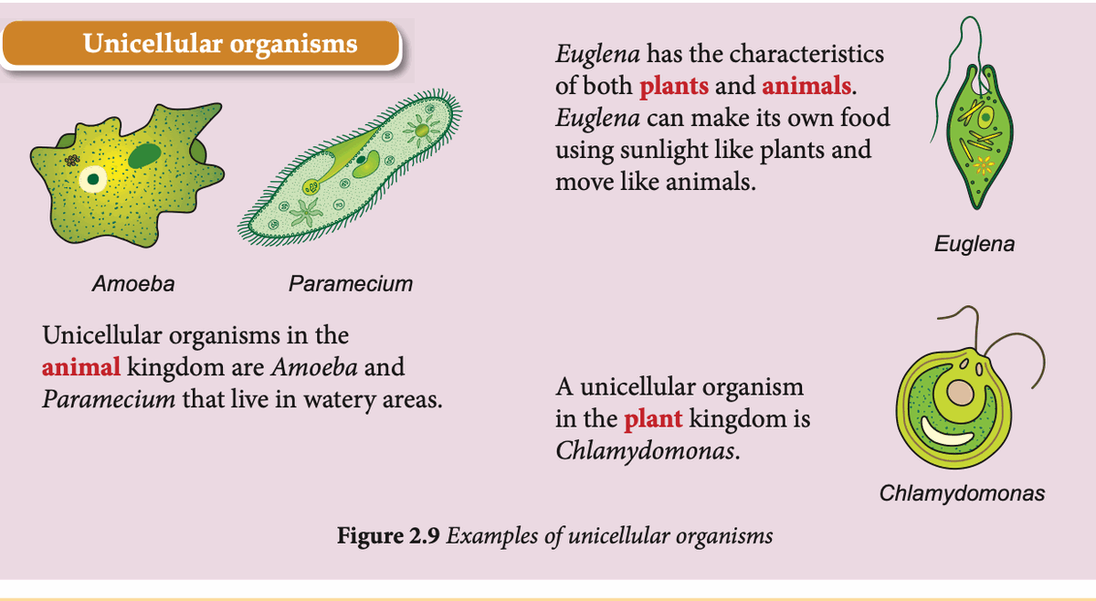 Amoeba, Paramecium, Euglena and Chlamydomonas