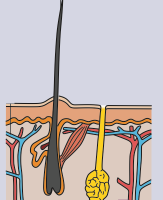 Skin section with a hair standing upright