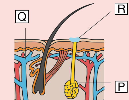 Skin section on a hot day with three structures labelled P, Q and R