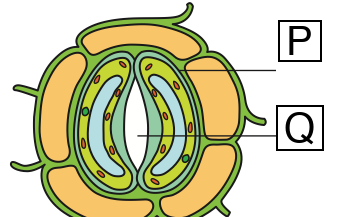 Stoma X: the gap between the guard cells is open