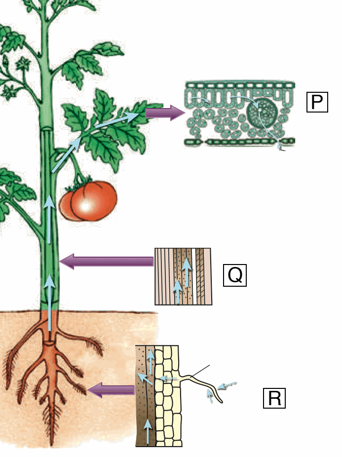A tomato plant with sections of the leaf (P), stem (Q) and root (R)