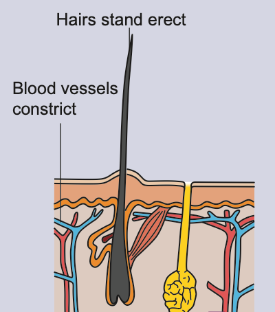 Skin on a cold day: hairs stand erect, blood vessels constrict