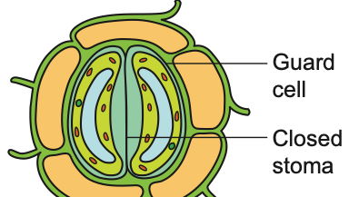 Closed stoma between two guard cells