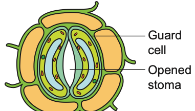 Opened stoma between two guard cells