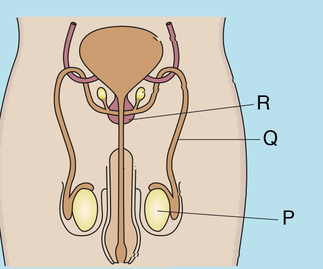 Male reproductive system with parts labelled P, Q and R