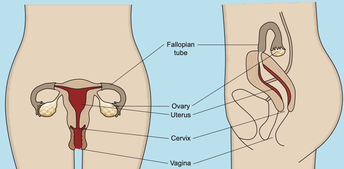 Front and side views of the female reproductive system with labels