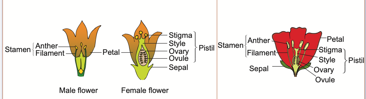 Male and female unisexual flowers and a bisexual flower
