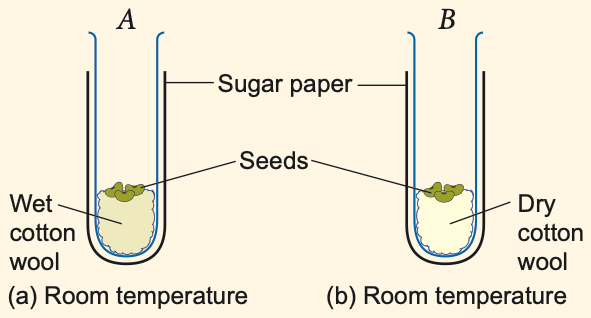Tubes A (wet cotton wool) and B (dry cotton wool) at room temperature