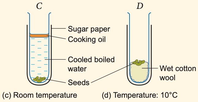 Tube C (seeds under cooled boiled water with oil layer) and tube D (wet cotton wool at 10 °C)