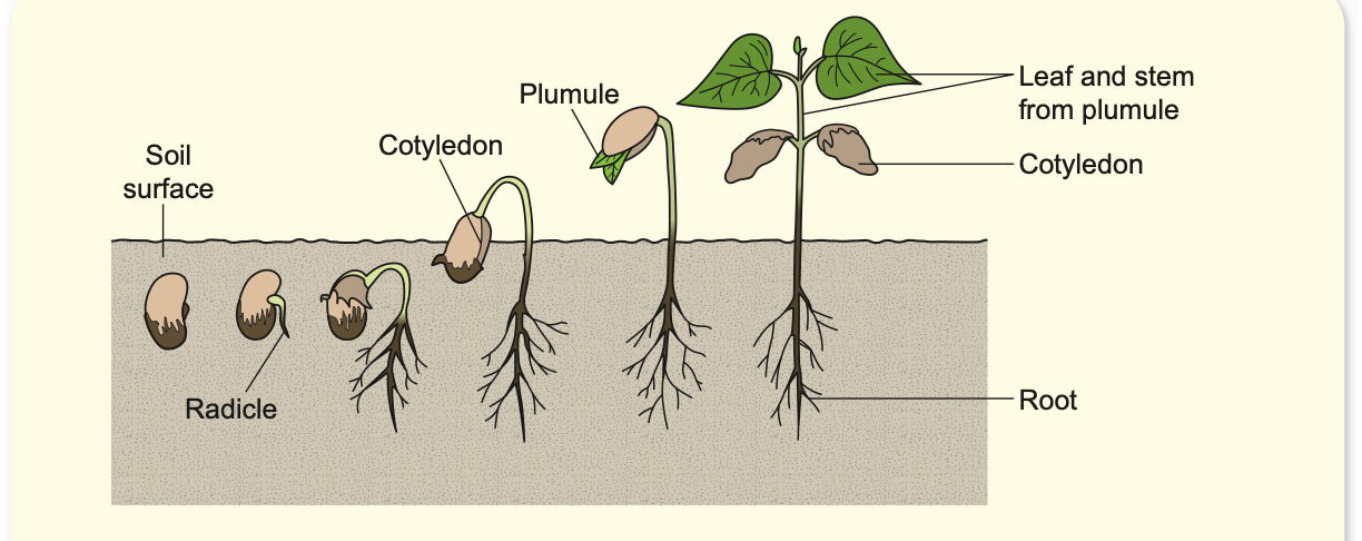 Epigeal germination: cotyledons are lifted above the soil