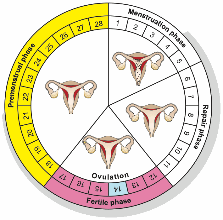 Circle diagram of the 28-day menstrual cycle with four phases