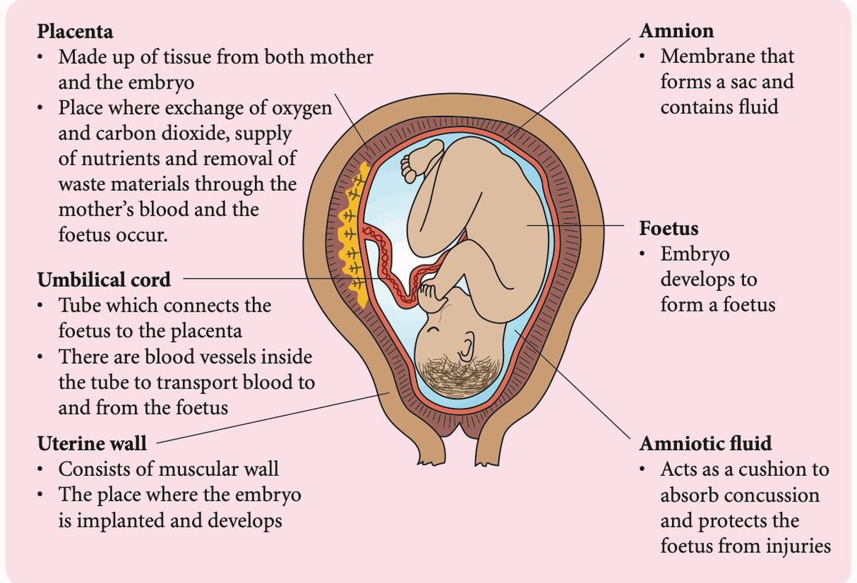 Foetus in the uterus with the placenta, umbilical cord, amnion and amniotic fluid labelled