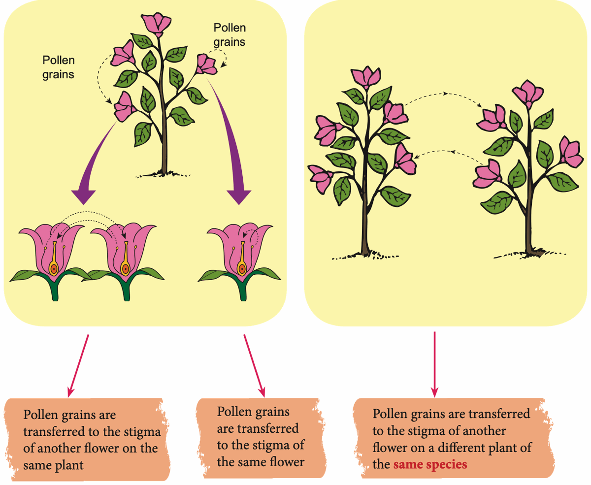 Self-pollination within one plant and cross-pollination between two plants