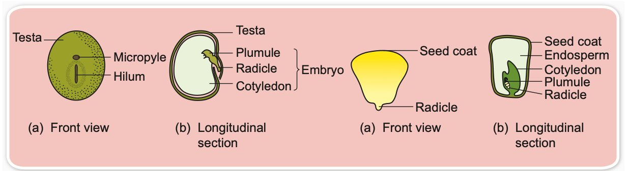 Green bean (dicotyledon) and maize grain (monocotyledon), front views and longitudinal sections