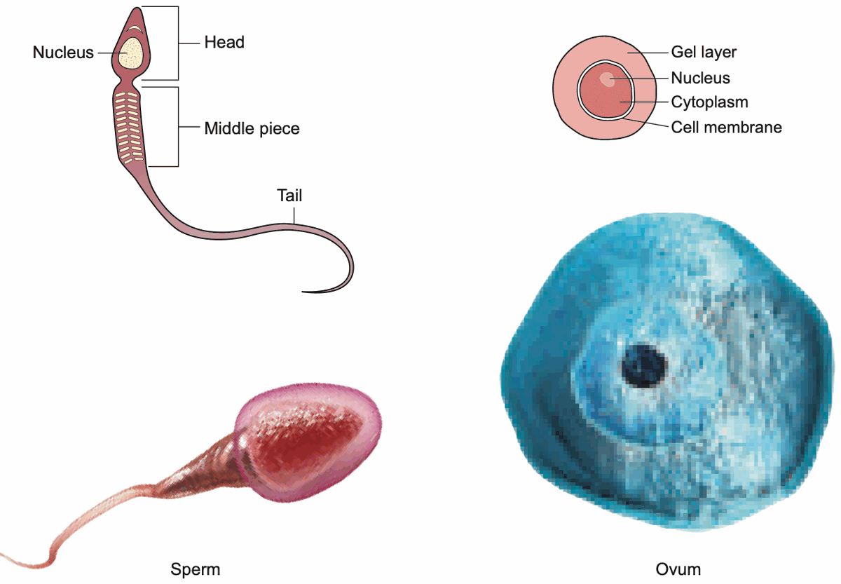 Labelled diagrams and photographs of a sperm and an ovum