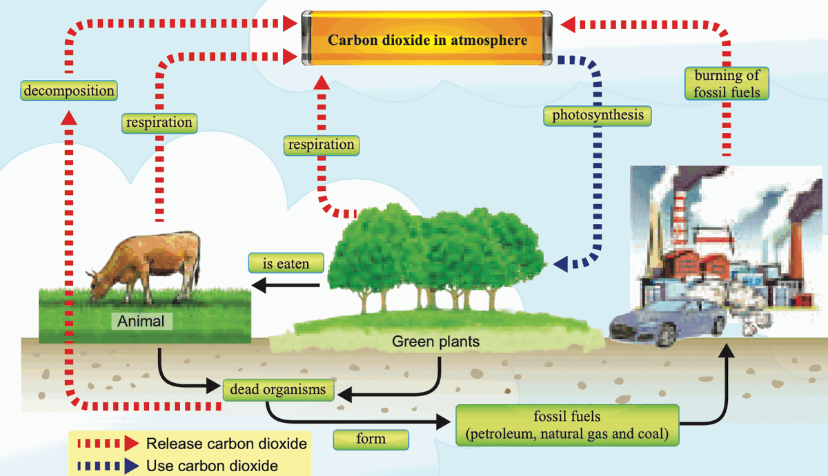 Carbon cycle: animals, plants, decomposition and burning fossil fuels release carbon dioxide; photosynthesis uses it