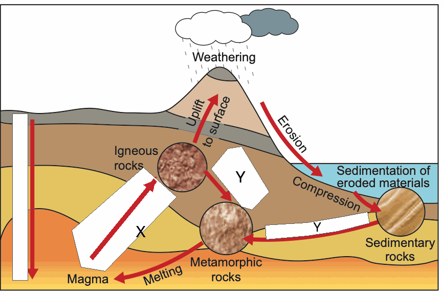 The rock cycle linking magma, igneous rocks, sedimentary rocks and metamorphic rocks, with process X (magma to igneous rock) and process Y (to metamorphic rock) hidden