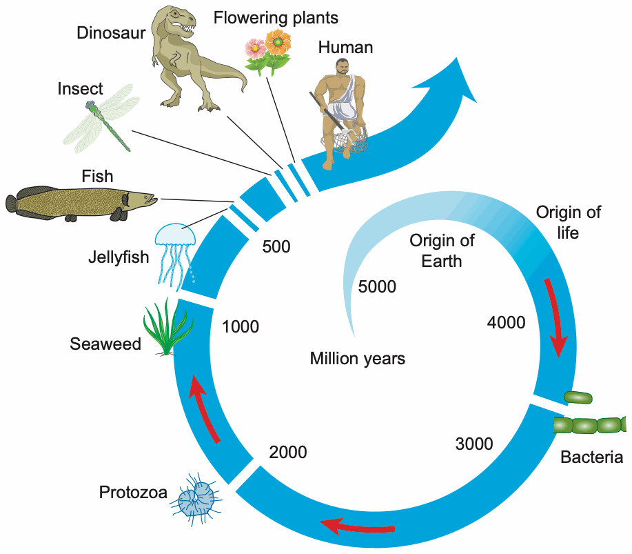 Spiral timeline showing when different organisms appeared