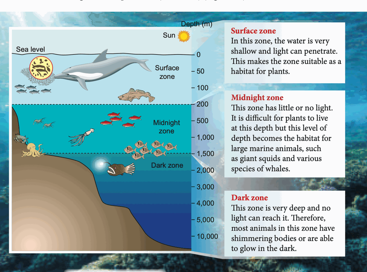 Ocean zones: surface zone, midnight zone and dark zone with depth scale