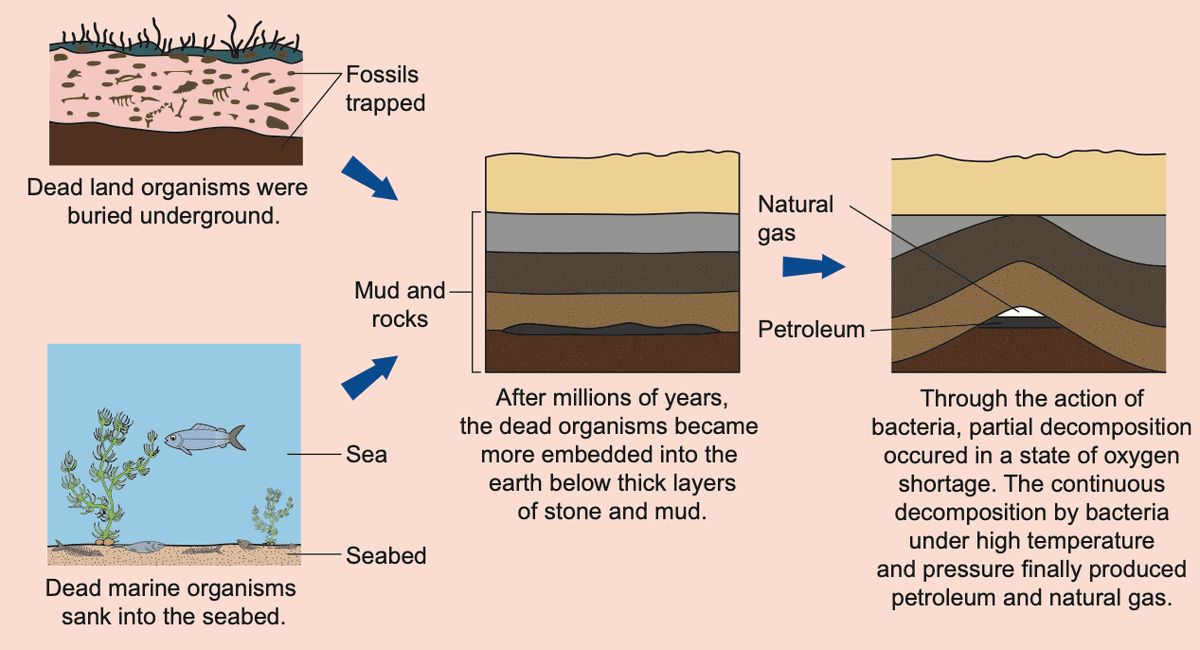 Formation of petroleum and natural gas