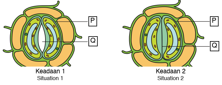 Situation 1: open stoma; Situation 2: closed stoma; P labels a guard cell and Q the stoma in both