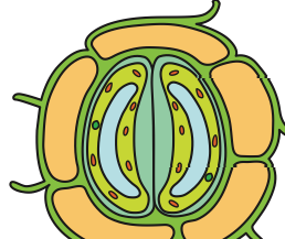 Stoma with the two guard cells pressed together so the pore is closed