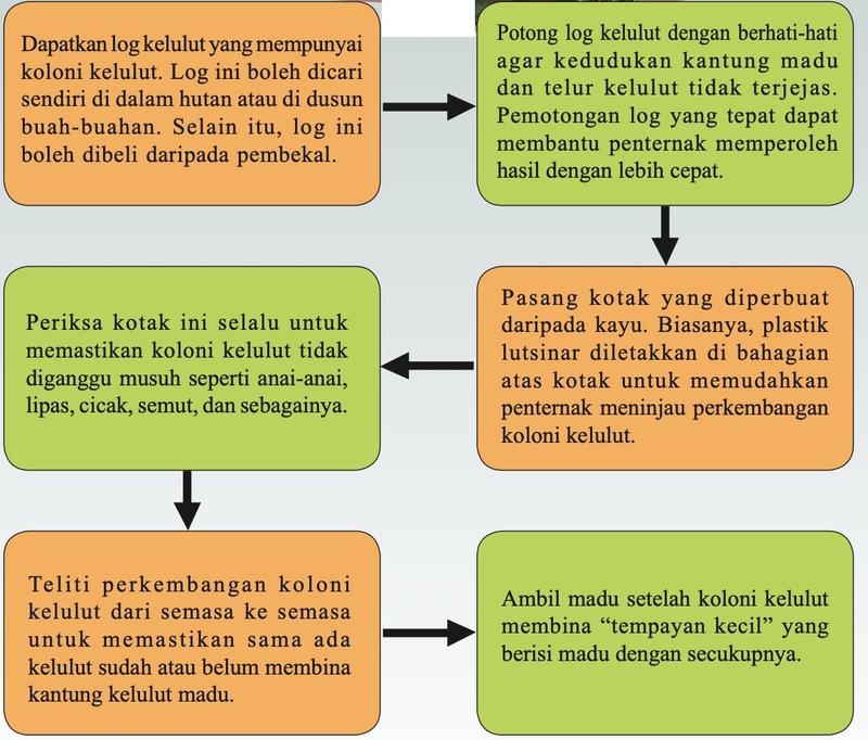 Carta alir enam langkah penternakan kelulut daripada mendapatkan log hingga mengambil madu