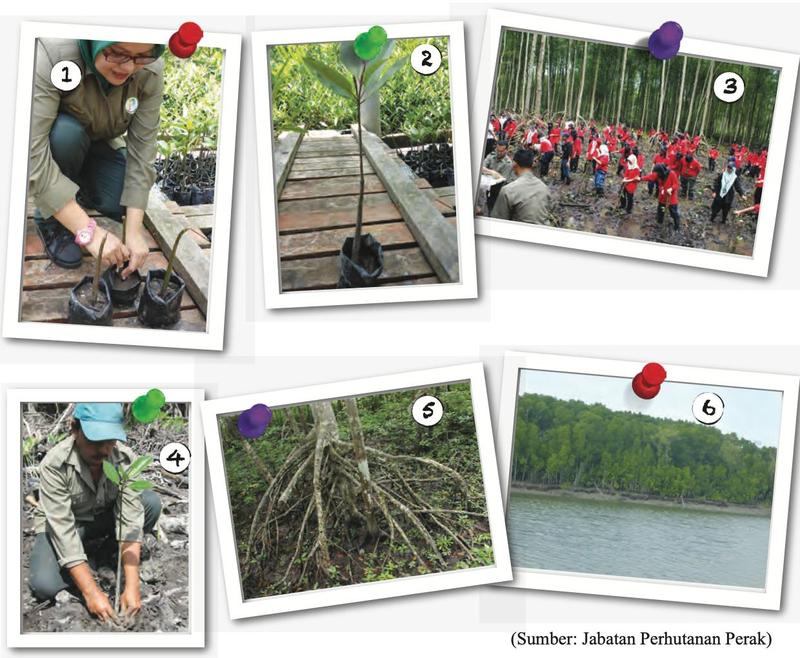 Enam gambar Program Penanaman Pokok Bakau: penyusunan anak benih, penanaman beramai-ramai, akar bakau dan hutan bakau di tepi sungai