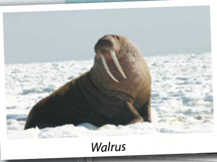 Walrus