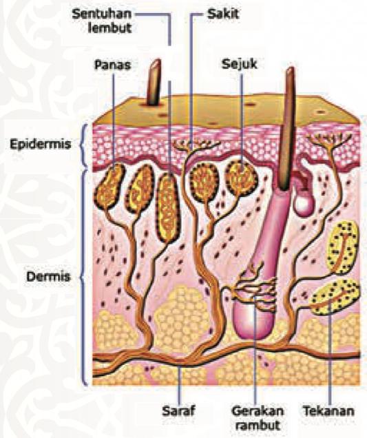 Keratan rentas kulit manusia menunjukkan epidermis, dermis, saraf deria sentuhan lembut, sakit, panas, sejuk, tekanan dan gerakan rambut