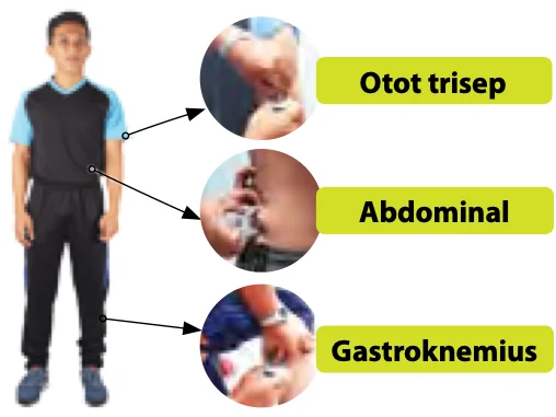 Murid dengan tiga bulatan menunjukkan trisep, abdominal dan gastroknemius